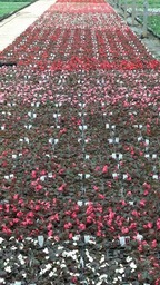begonia