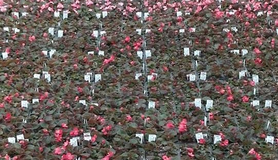 begonia