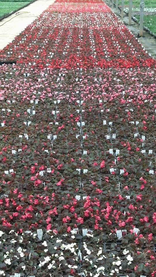 begonia