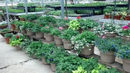 container plants
