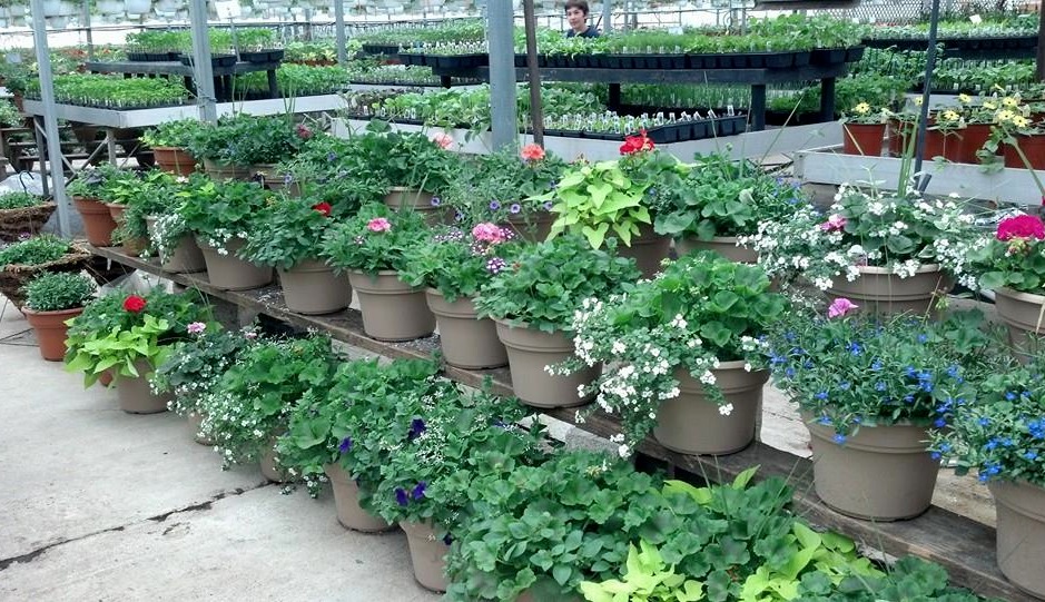container plants