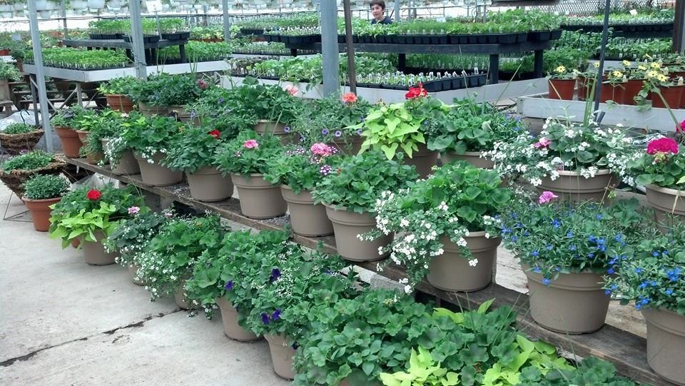 container plants