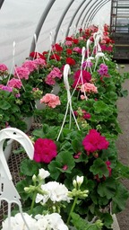 Geraniums