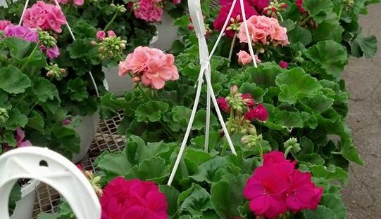 Geraniums