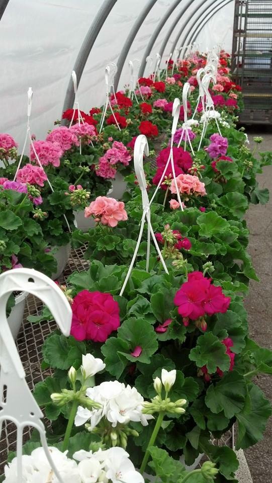 Geraniums