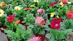 Gerbera Daisy