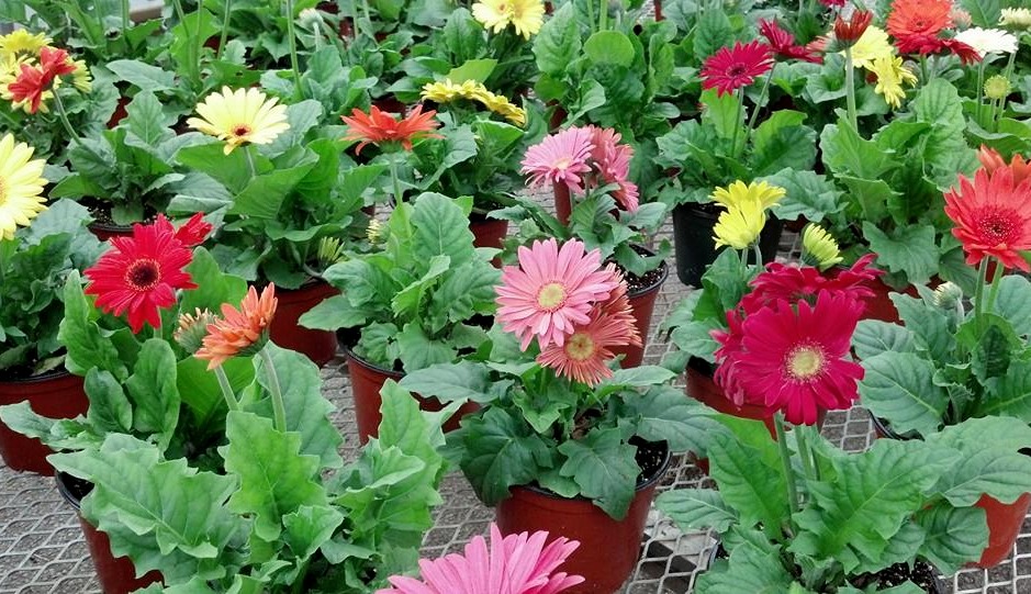 Gerbera Daisy