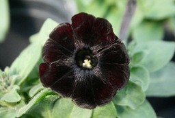 IMG_blackpet