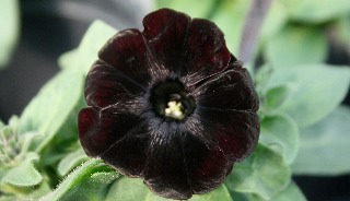 IMG_blackpet
