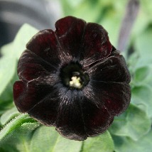 IMG_blackpet