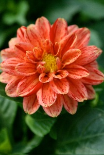 IMG coraldah
