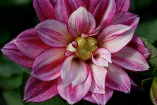 IMG_pinkwhitedah