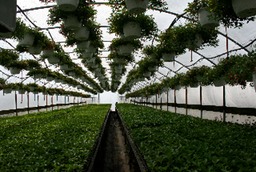IMG_plants