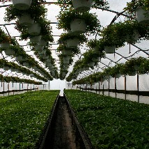 IMG_plants