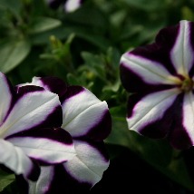 IMG_purwhitpet