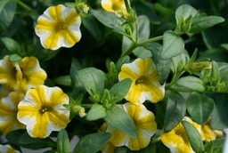 IMG_yellowwhitepet