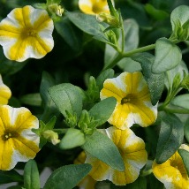 IMG_yellowwhitepet