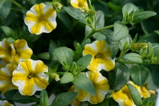 IMG_yellowwhitepet