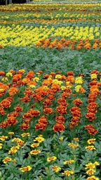 marigold