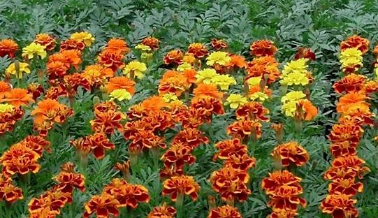 marigold