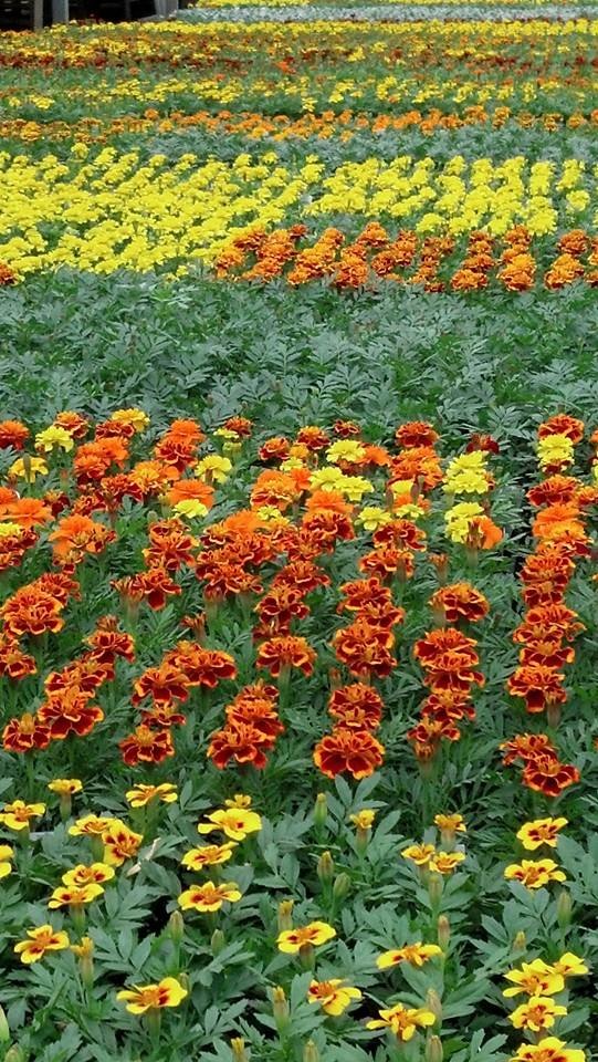 marigold