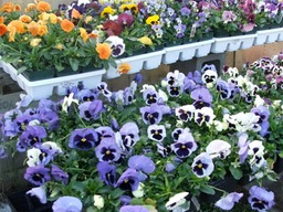 pansy