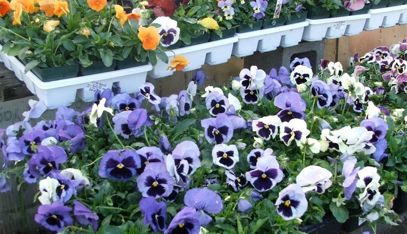 pansy