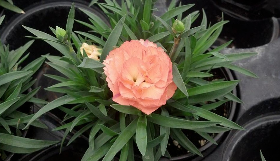 peach