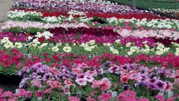petunia flat