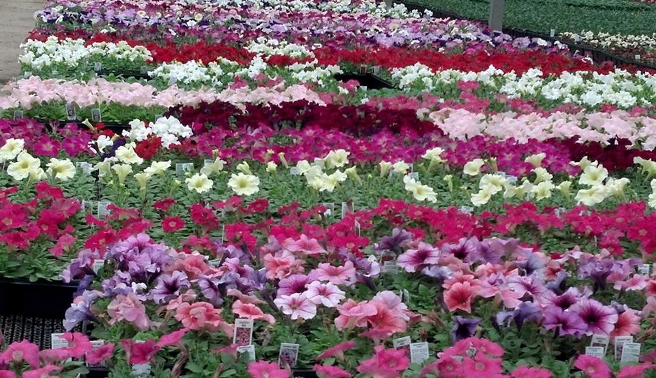 petunia flat