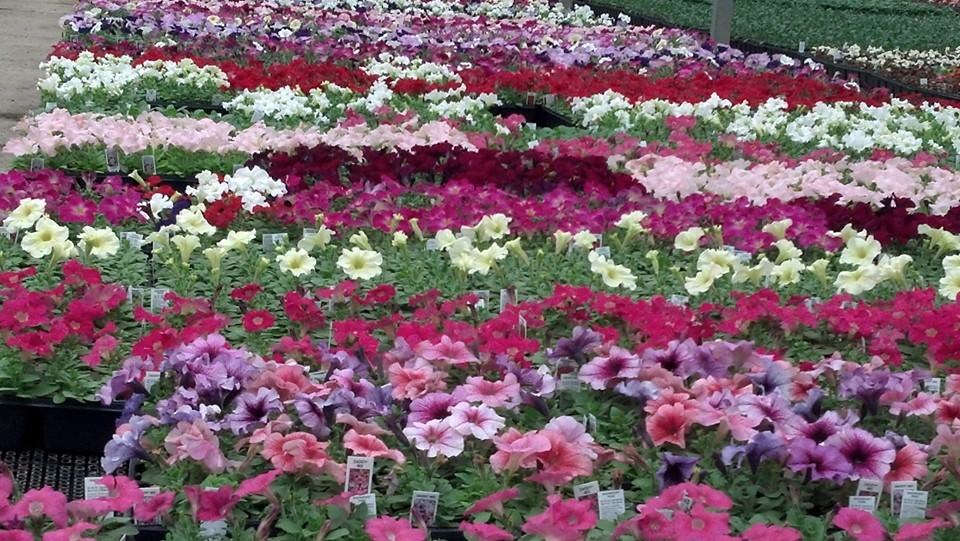 petunia flat