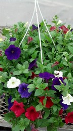 Petunia Hanging basket