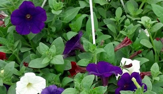 Petunia Hanging basket
