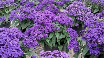 Verbana